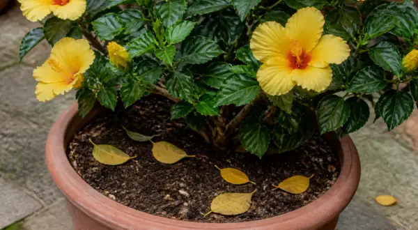 Un hibiscus aux fleurs jaunes éclatantes, avec quelques hibiscus feuilles jaunes tombées dans le terreau.