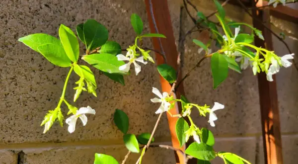 Des fleurs blanches délicates de jasmin grimpent sur un treillage en bois, leurs feuilles vertes brillantes capturant la lumière du soleil.