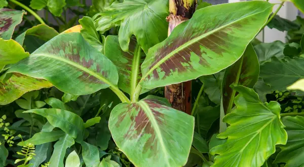 Jeune bananier aux feuilles vertes marbrées de pourpre, prêt à être planté dans un jardin luxuriant.