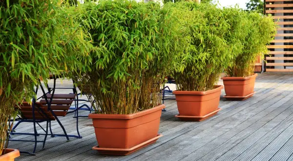 Boutures de bambou luxuriantes dans des pots en terre cuite sur une terrasse en bois, créant un espace extérieur verdoyant.