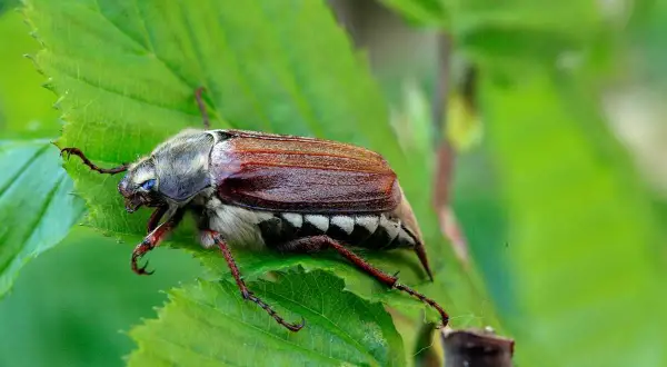 Gros plan d'un hanneton volant, posé sur une feuille verte. Ses pattes fines s'accrochent à la plante.