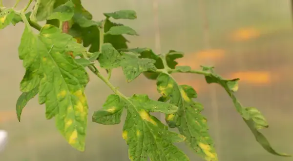 Feuilles de tomate atteintes de la maladie, jaunissant et tachetées. Un traitement est nécessaire pour sauver la plante.