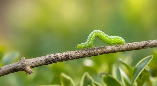 Une chenille verte se faufile sur une branche, explorant son environnement verdoyant.