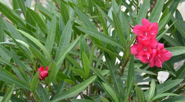 Fleurs roses vives sur un arbuste au feuillage vert dense. Attention, le laurier rose est toxique.