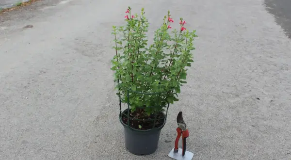 Un plant de sauge de Graham en pot, prêt à être taillé avec des sécateurs à côté.