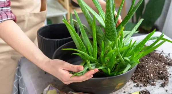 Une main sépare délicatement une bouture d'aloe vera d'une plante mère, prête à être rempotée.