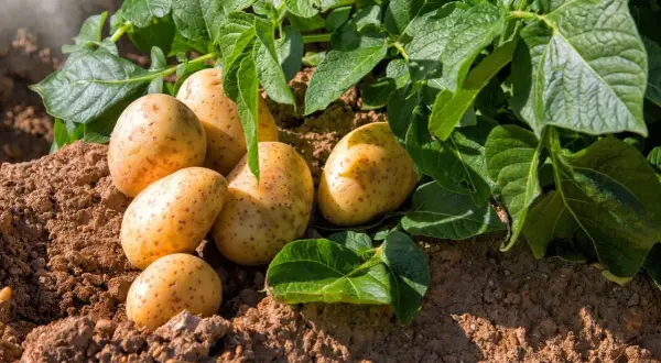 Pommes de terre fraîchement sorties de terre, prêtes à être récoltées. Un signe que c'est le bon moment pour savoir quand récolter les pommes de terre.