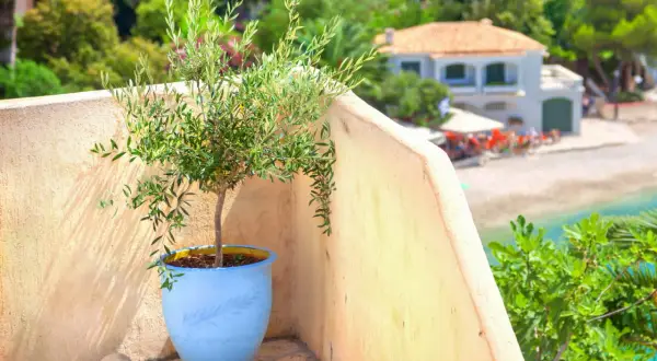 Un jeune olivier prêt à être rempoté, sur un balcon ensoleillé avec vue sur la mer et une maison méditerranéenne.