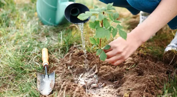 Arrosage d'un jeune plant de framboisier lors de sa plantation. Une pelle est posée à côté.