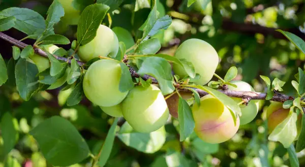 Des prunes vertes, encore un peu immatures, sur une branche. Ces fruits de saison promettent une belle récolte.