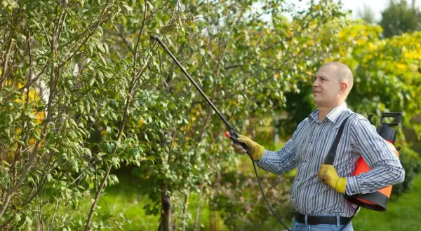 Un homme traite un arbre avec un pulvérisateur, appliquant de la bouillie bordelaise pour protéger les plantes.