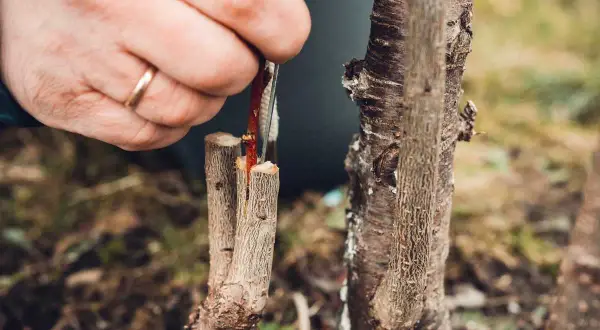 Main d'un jardinier réalisant une greffe cerisier. Une fine branche est insérée dans le tronc d'un autre arbre.