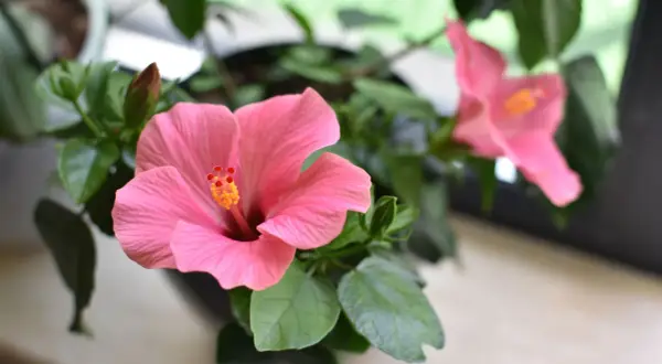 Gros plan sur une fleur d'hibiscus rose vif, avec une autre fleur floue en arrière-plan. Un bourgeon est visible. L'entretien de cet hibiscus est un plaisir.