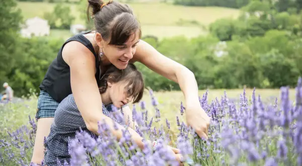 Une mère et sa fille cueillent de la lavande, découvrant la différence entre lavande et lavandin dans un champ ensoleillé.
