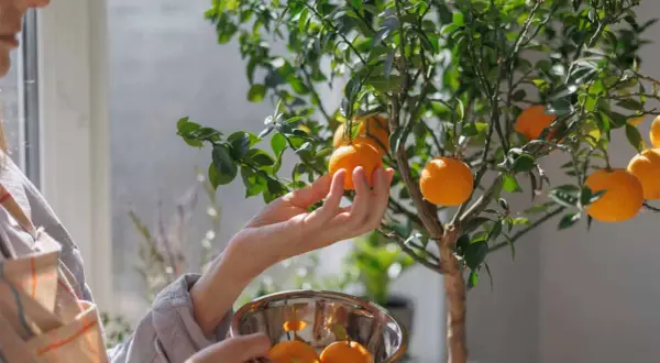Main d'une personne cueillant un fruit d'un oranger en pot, avec un bol rempli d'oranges.