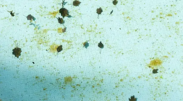 Feuilles mortes et quelques algues noires flottent sur le fond carrelé d'une piscine vide.
