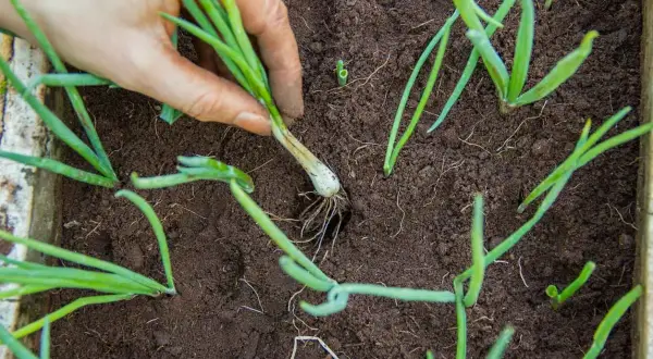 Main d'un jardinier repiquant des jeunes poireaux dans un potager.