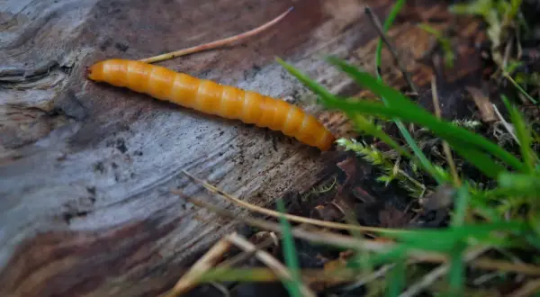 Un ver orangé, ressemblant à un ver fil de fer, rampe sur un morceau de bois mort, entouré d'herbes vertes et de feuilles mortes.