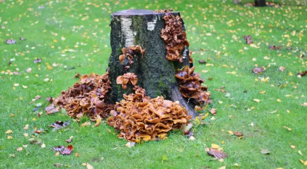 Un vieux tronc d'arbre, envahi par des champignons orangés, semble se détruire une souche, sur une pelouse parsemée de feuilles d'automne.