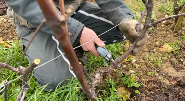 Un vigneron taille une vigne en hiver, un moment clé pour savoir quand tailler la vigne afin d'assurer une belle récolte.