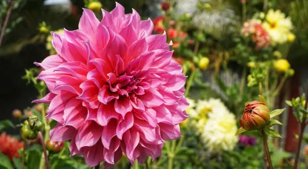 Gros plan sur un dahlia en pot aux pétales roses vifs, entouré d'autres fleurs colorées et d'un bouton sur le point d'éclore.