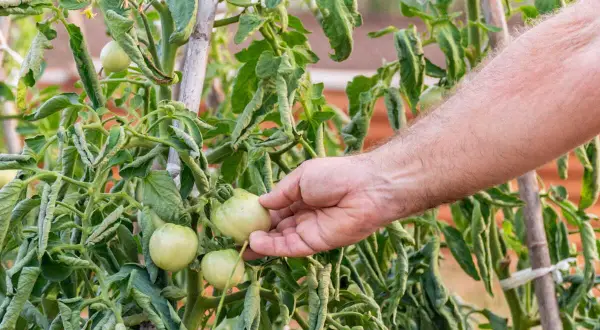 Main qui examine des tomates vertes et des feuilles flétries, se demandant pourquoi mes tomates ne grossissent pas.