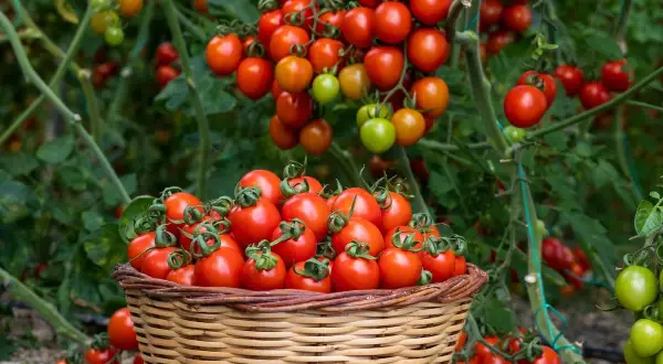 Un panier déborde de tomates rouges, prêtes à être dégustées. Un vrai truc de grand-mère pour avoir de belles tomates !