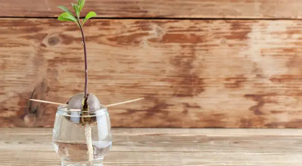 Un avocat germé dans un verre d'eau, prêt à faire pousser un avocat.