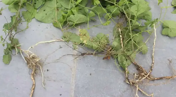 Plantes de liseron avec leurs racines, montrant la difficulté de se débarrasser de cette mauvaise herbe envahissante.