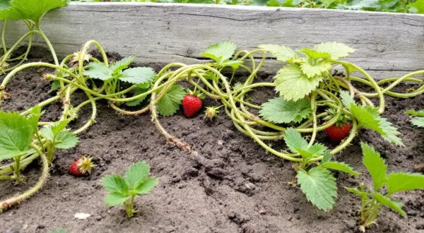 Un stolon fraisier s'étend sur la terre, portant quelques fraises rouges et de jeunes plants.