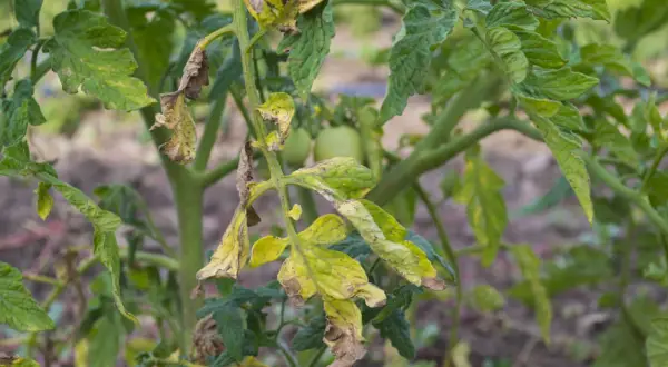 Feuilles de tomate jaunies et desséchées, signe de mildiou. Les jeunes tomates vertes sont encore visibles.