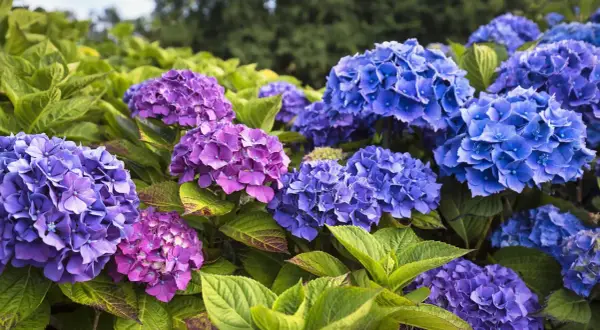 Gros plan sur un magnifique planter hortensia aux fleurs bleues et violettes éclatantes, avec des feuilles vertes luxuriantes.