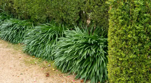 Des agapanthes luxuriantes, mais sans fleurs, bordent un chemin de gravier. Un mystère pour ceux qui se demandent pourquoi mes agapanthes ne fleurissent pas.
