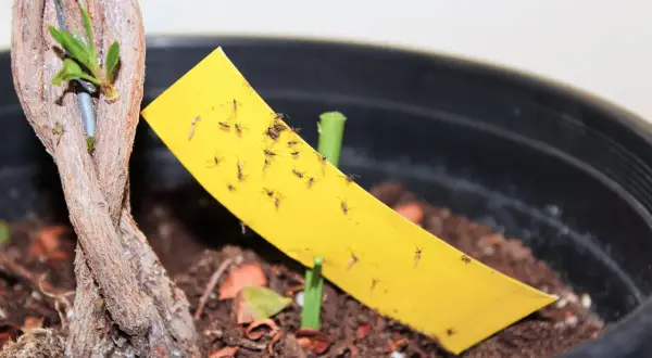 Un piège jaune attire de nombreux moucherons près d'une jeune pousse de plante.