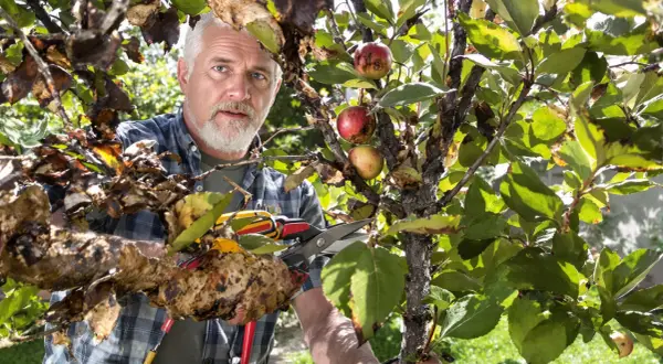 Un homme taille un poirier atteint du feu bactérien. Les feuilles et les branches sont atteintes, mais quelques fruits rouges subsistent.