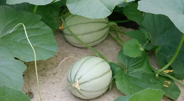 Deux jeunes melons, symboles de la culture melon, poussent sous de larges feuilles vertes.