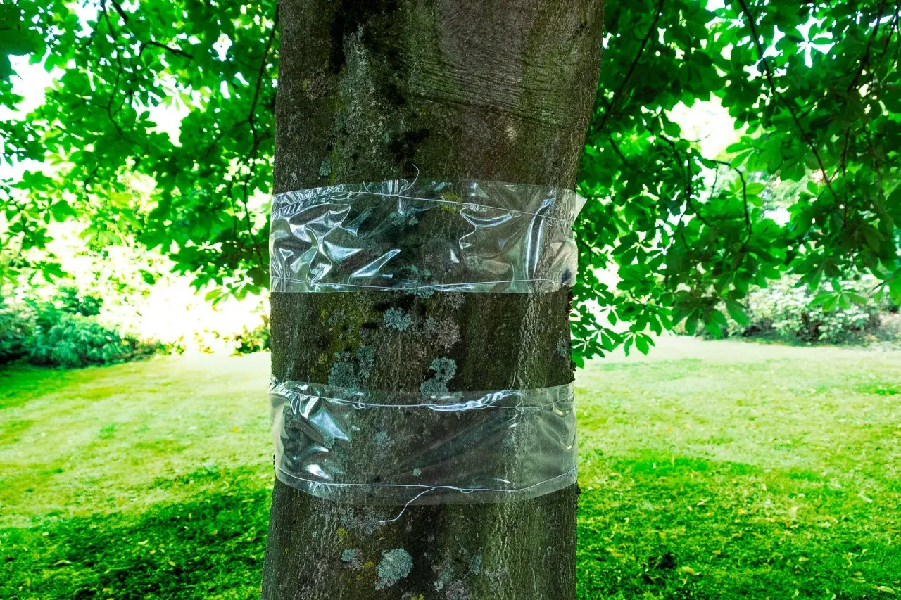 Bandes transparentes autour d'un tronc d'arbre pour la protection des arbres fruitiers contre les insectes.