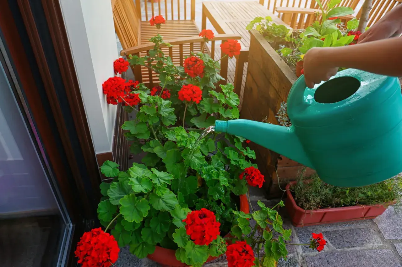 Arrosage d'un géranium rouge éclatant sur un balcon en bois. L'eau coule d'un arrosoir vert sur les feuilles luxuriantes.