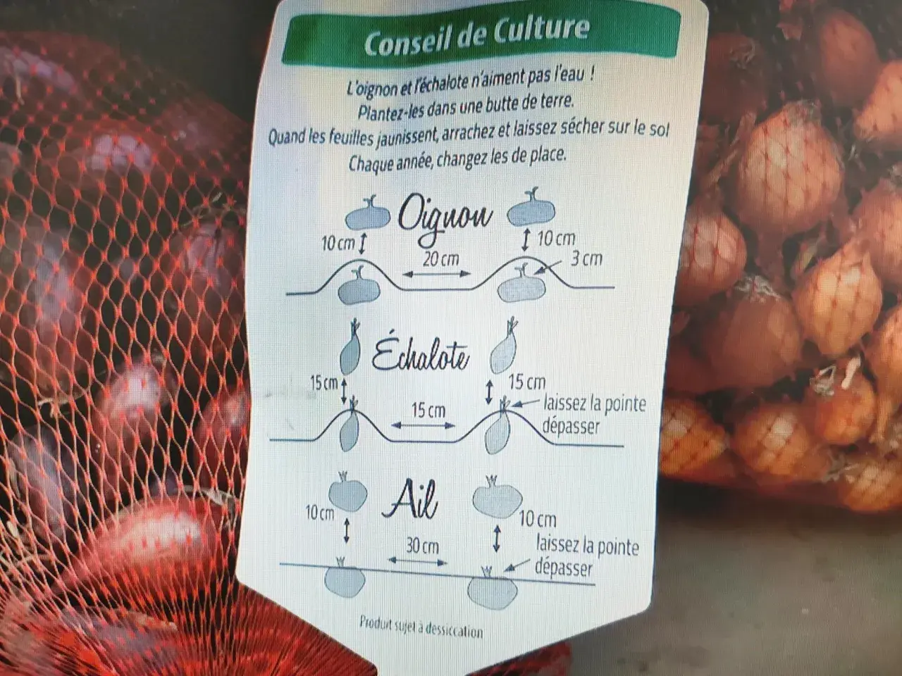 Conseils pour savoir quand récolter les échalotes : arrachez-les quand les feuilles jaunissent et laissez-les sécher.