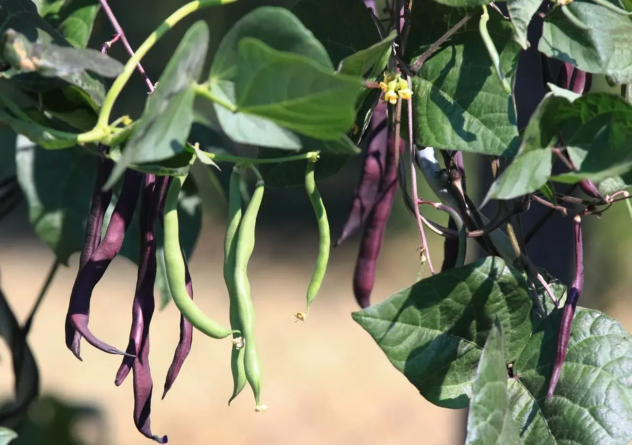 Des haricots à rames violets et verts pendent de leurs tiges, prêts à être récoltés.
