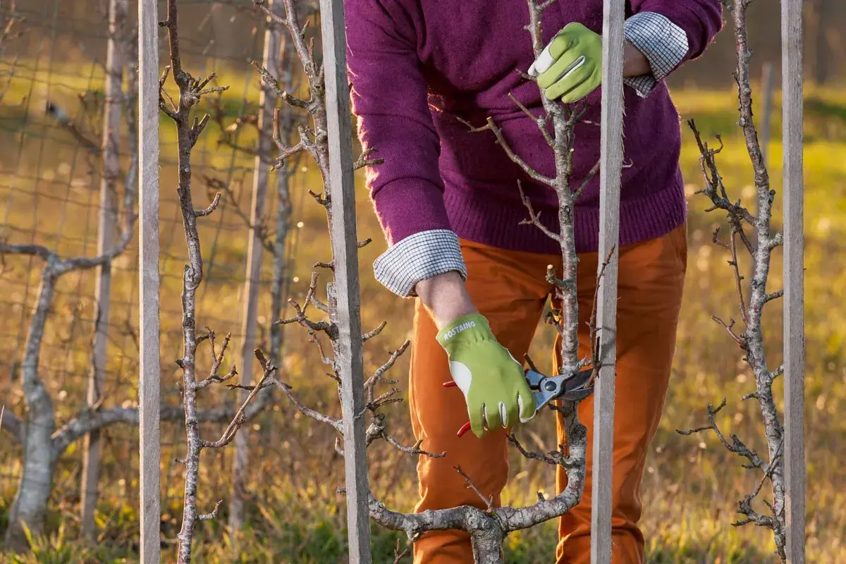 Jardinier en gants verts taillant un poirier palissé. La taille poirier est essentielle pour une bonne fructification.