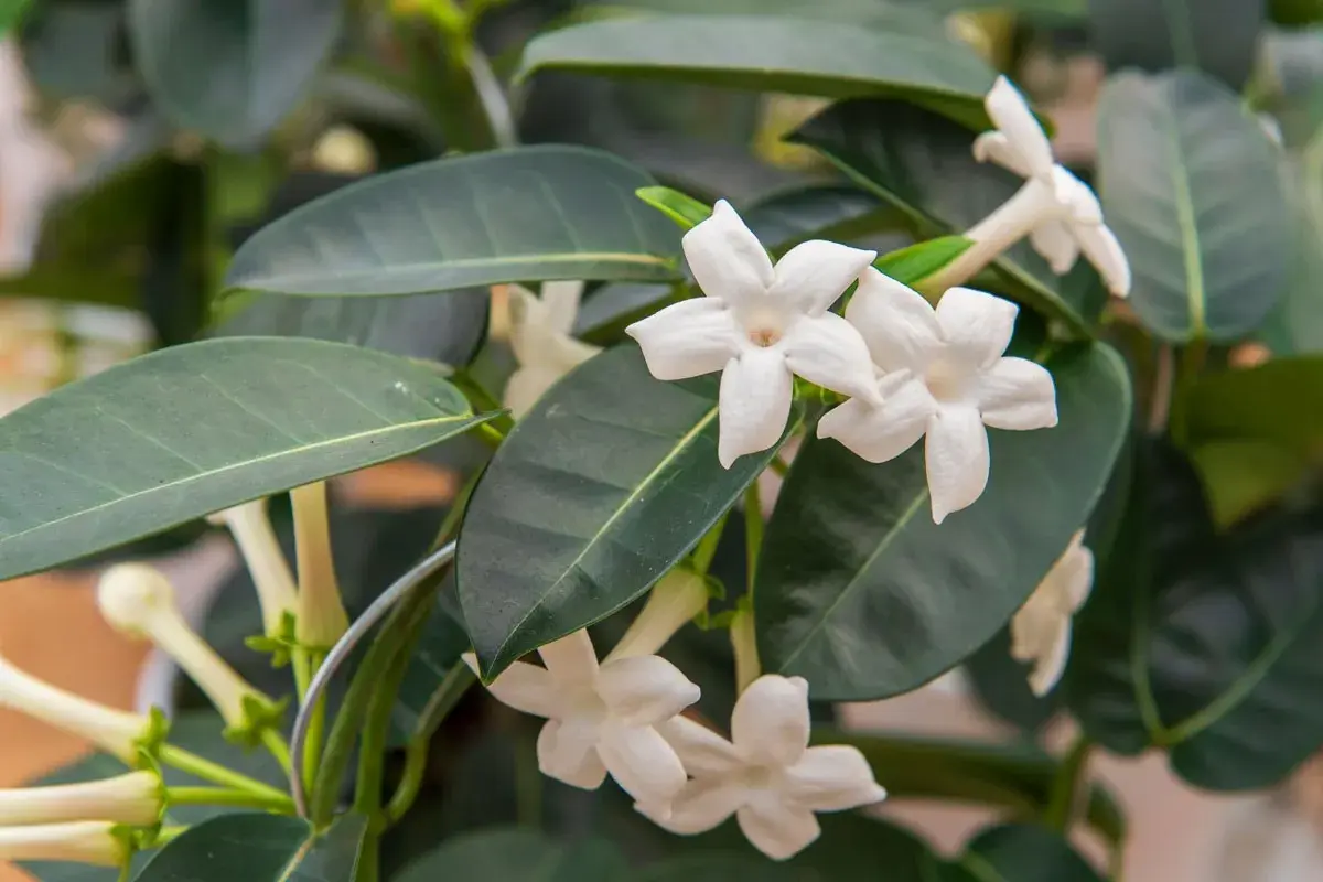 Fleurs blanches étoilées d'un jasmin d'intérieur, parfait pour un entretien facile et un parfum subtil.