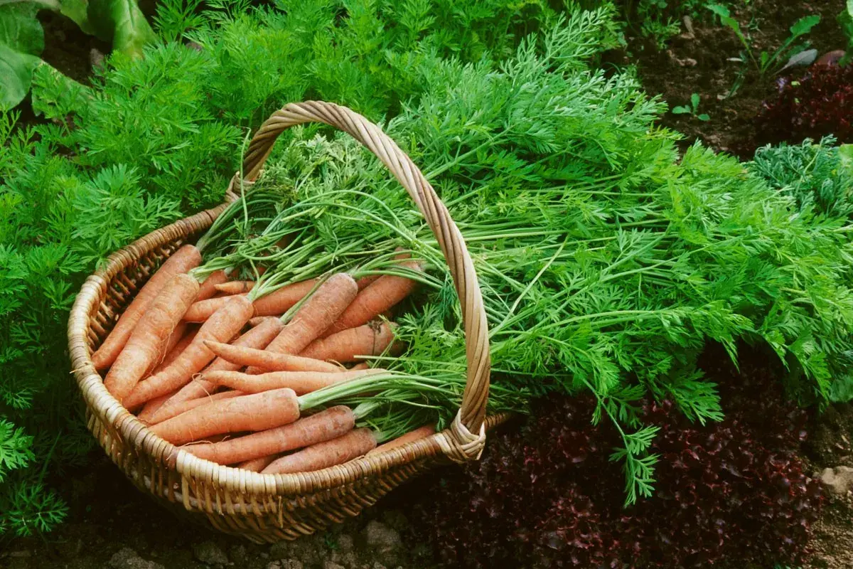 Un panier débordant de carottes fraîchement récoltées, leurs fanes vertes luxuriantes débordant sur le sol. Un beau résultat après avoir décidé de semer des carottes.
