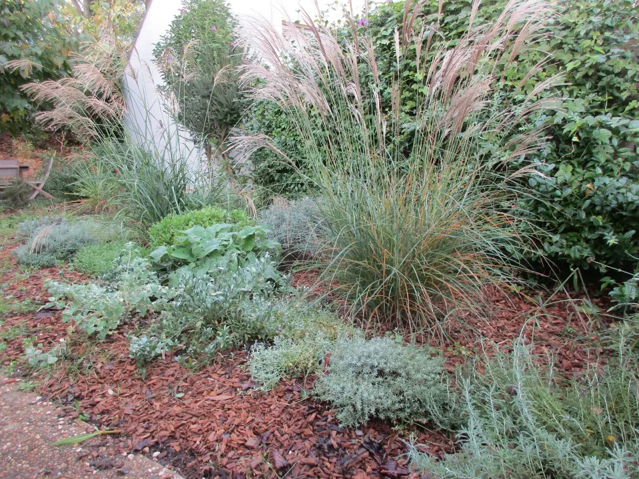 Un jardin avec des graminées aux plumes rosées et des plantes grises argentées, parfaites plantes résistantes sécheresse, sur un lit d'écorces.