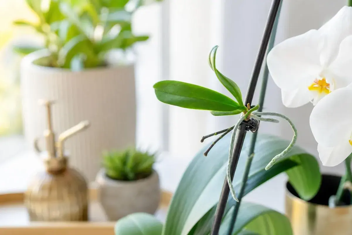 Nouvelle pousse sur une orchidée, signe qu'elle va refleurir. Un arrosoir doré et d'autres plantes sont en arrière-plan.