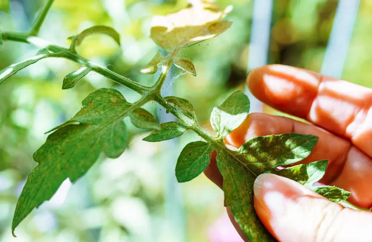 Main d'un jardinier inspectant une tige de tomate, révélant la présence de pucerons tomates et de toiles d'araignées.