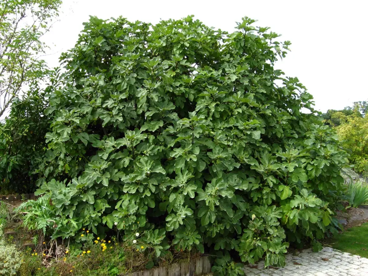 Un majestueux figuier arbre, couvert de feuilles vertes et de quelques figues naissantes, trône dans un jardin fleuri.