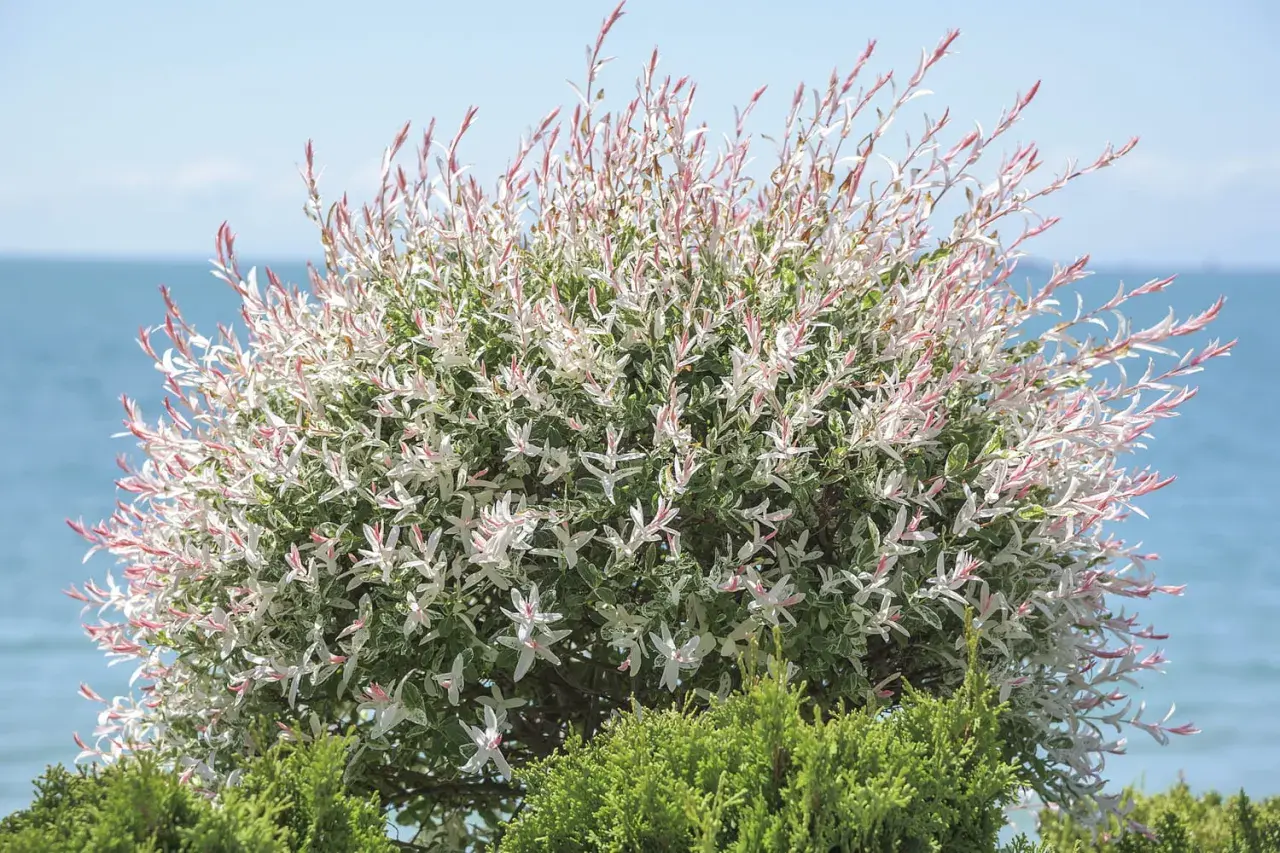 Un magnifique saule crevette buisson aux feuilles panachées de blanc et de rose, se dresse devant une mer bleue et un ciel clair.