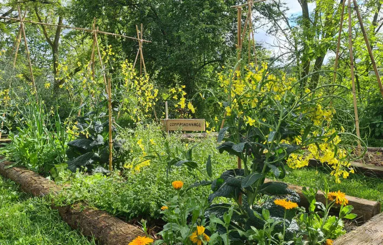 Un potager en permaculture luxuriant, avec des fleurs jaunes éclatantes et des légumes verts. Un panneau indique "Compagnonnage".