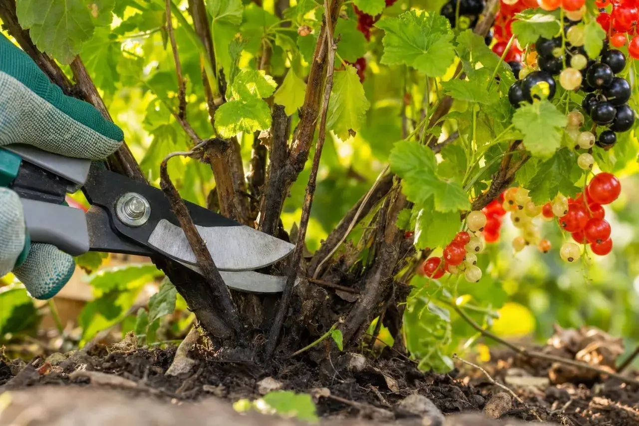 Un jardinier taille un cassissier chargé de fruits rouges et noirs. C'est le bon moment pour savoir quand tailler les cassissiers.
